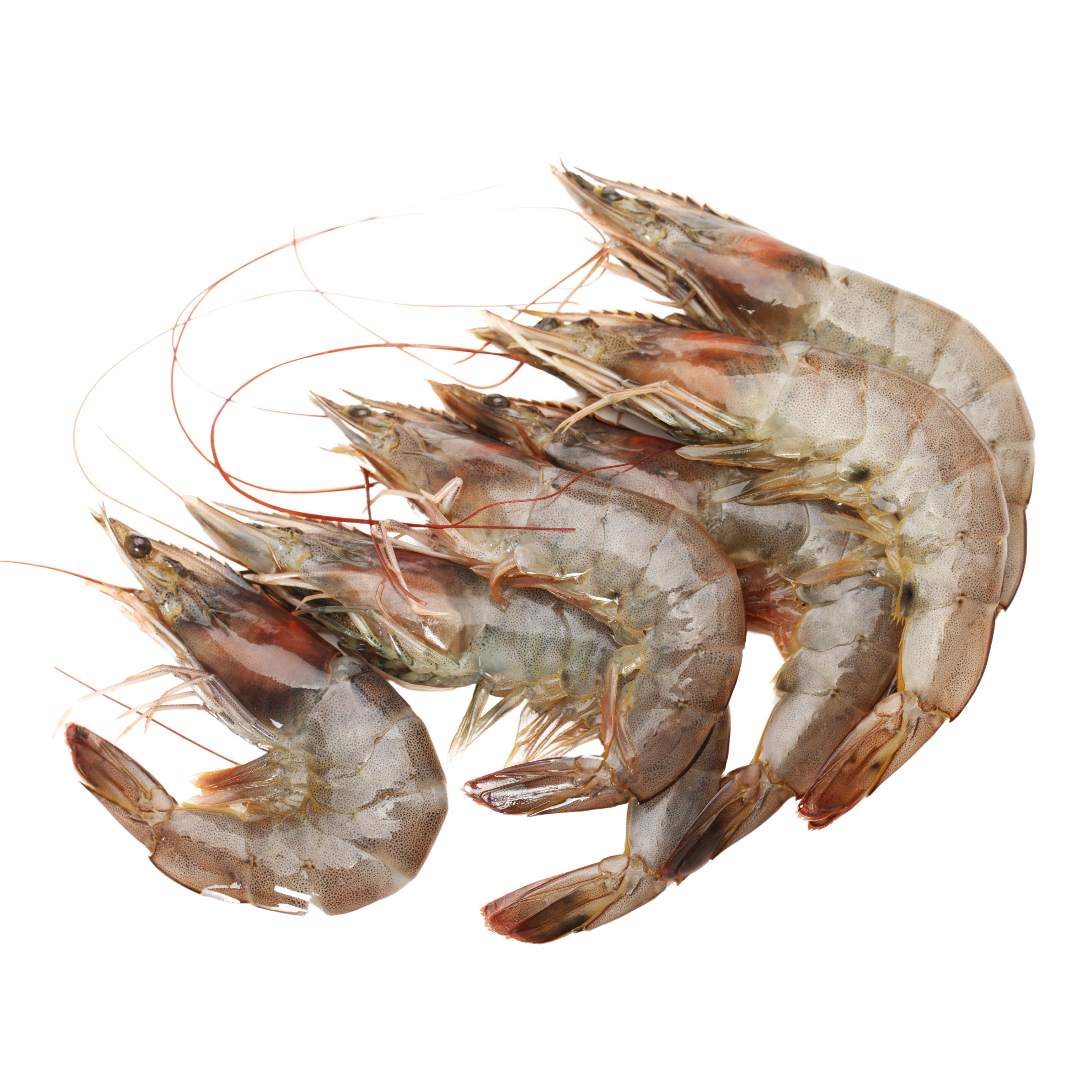 Head-On Shrimp