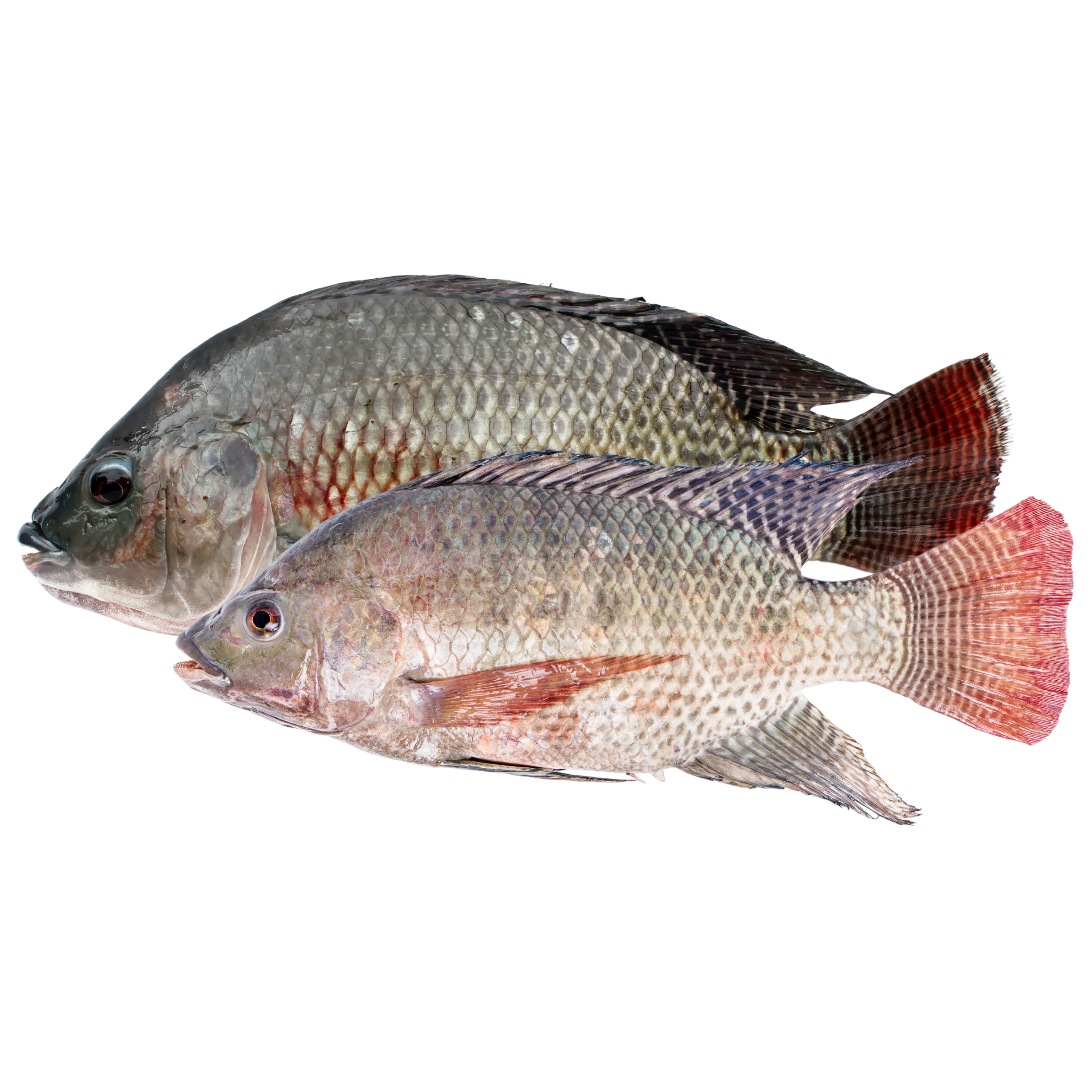 Tilapia